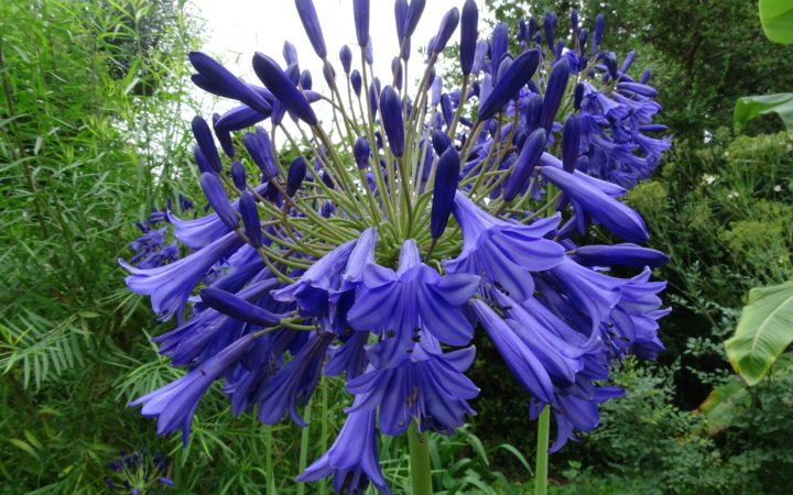 Jardin Botanique (5)