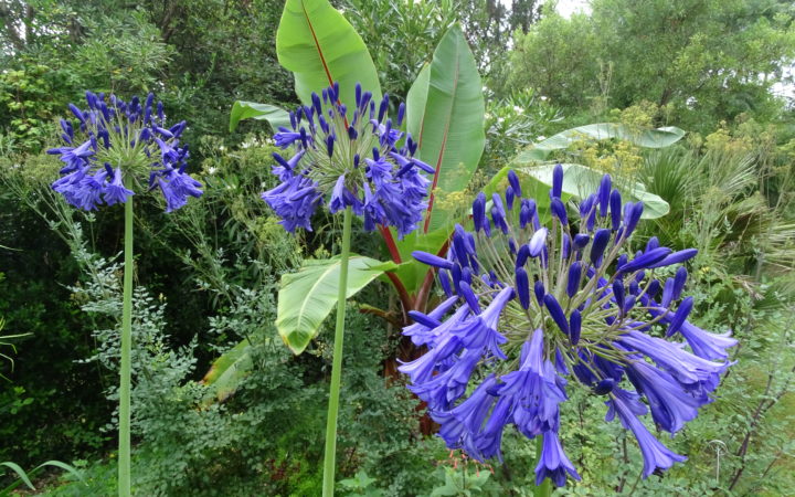 Jardin Botanique (6)