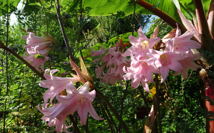 Jardin Botanique (7)