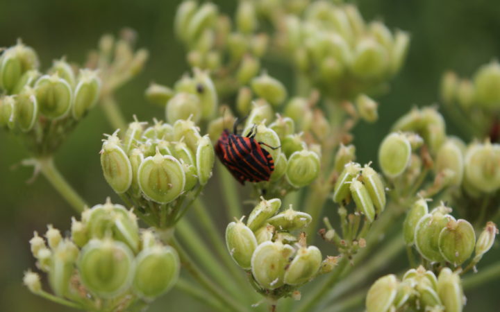 Punaises Arlequin Sur Carotte Sauvage