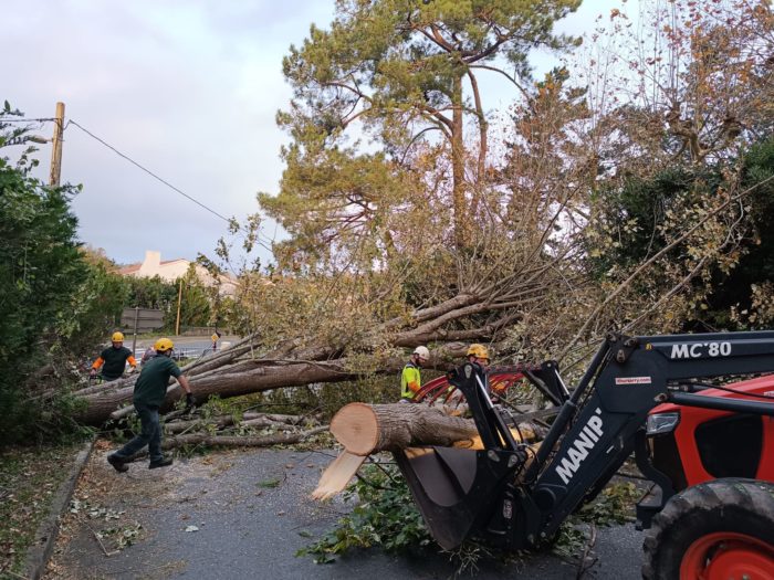 Déblaiment Arbre