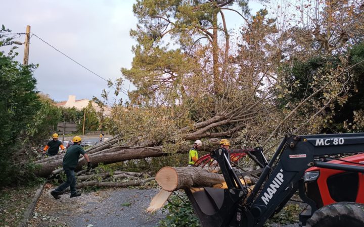 Déblaiment Arbre